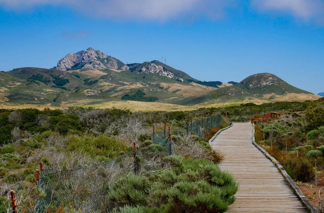 Elfin forest